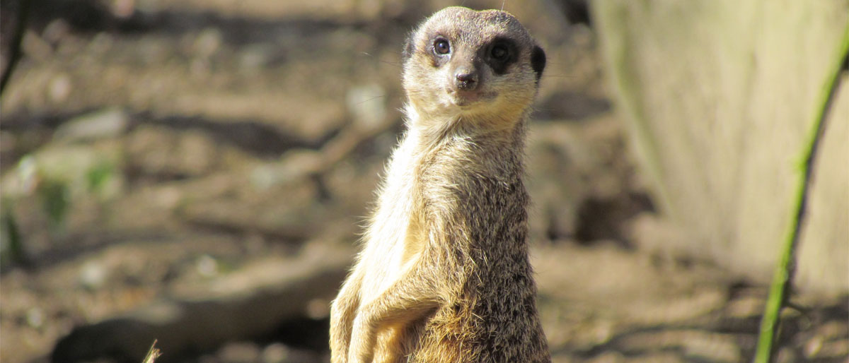 Dierentuinbezoeken